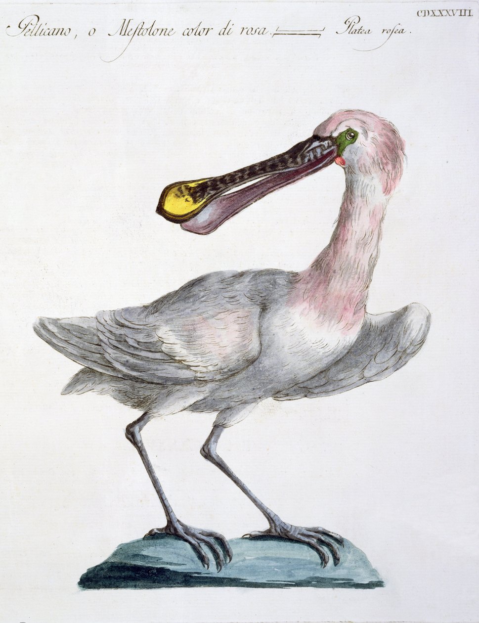 بجع ، c.1767-76 (النقش اليدوي) بواسطة المدرسة الايطالية