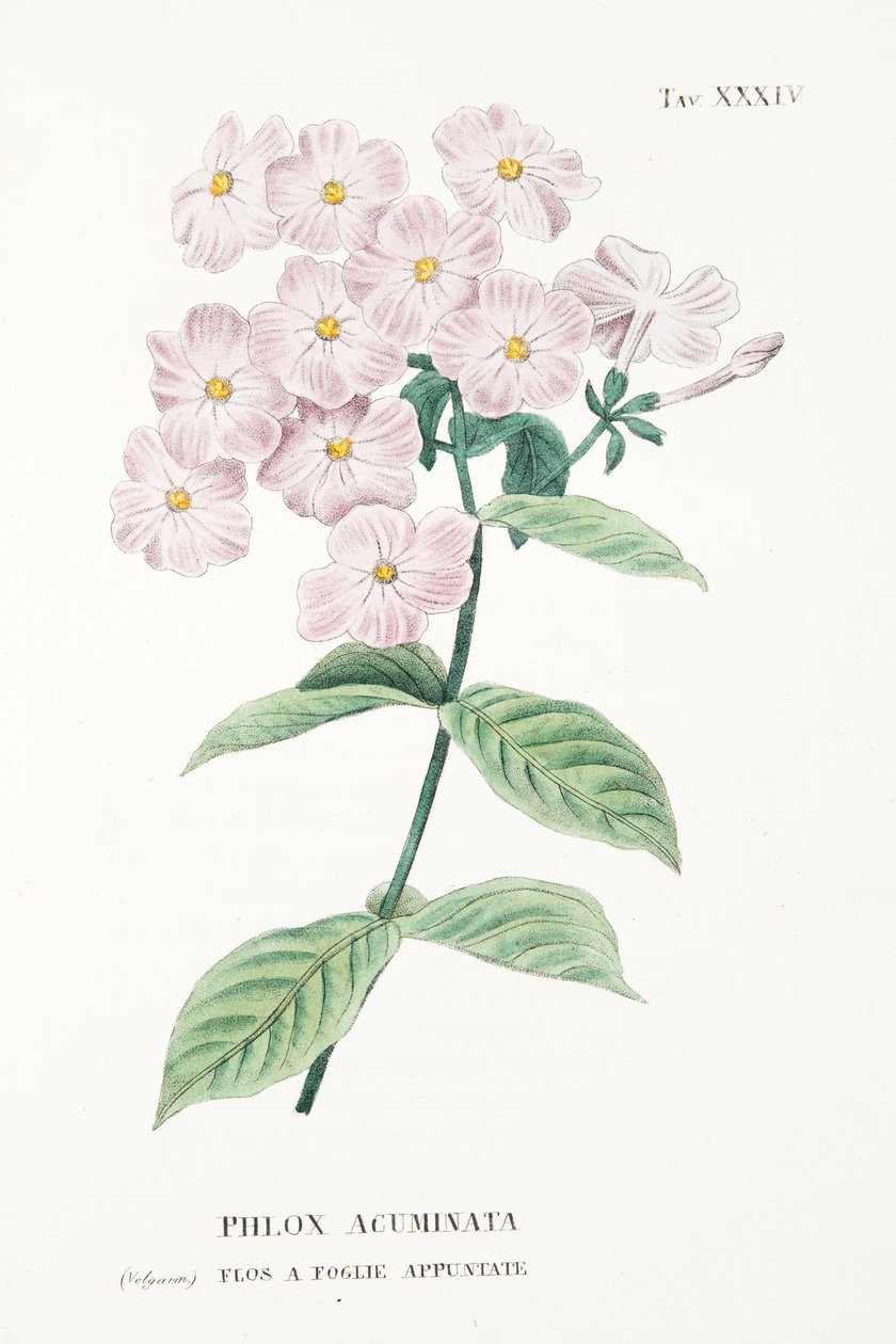 Phlox Acuminata ، اللوحة الرابعة والثلاثون ، من L "Antotrofia Ossia La Coltivazione De" Fiori by Antonio Piccioli، pub.1834 بواسطة المدرسة الايطالية