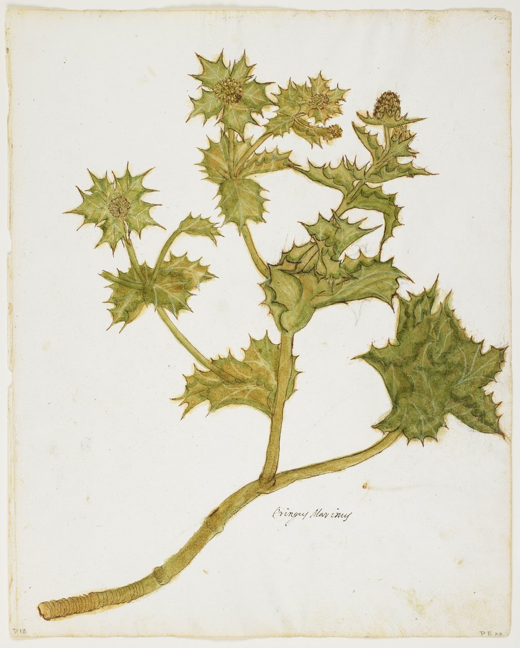 Sea Holly (Eringium Maritime) (مرحاض ودرجة حرارة على ورق) بواسطة المدرسة الايطالية