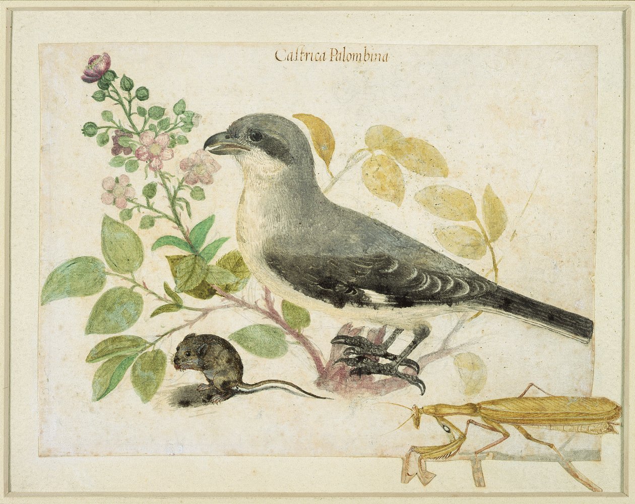 صرد وصراع فرس النبي (مرحاض على ورق) (لمتحف Cassiano dal Pozzo Paper Museum) بواسطة المدرسة الايطالية