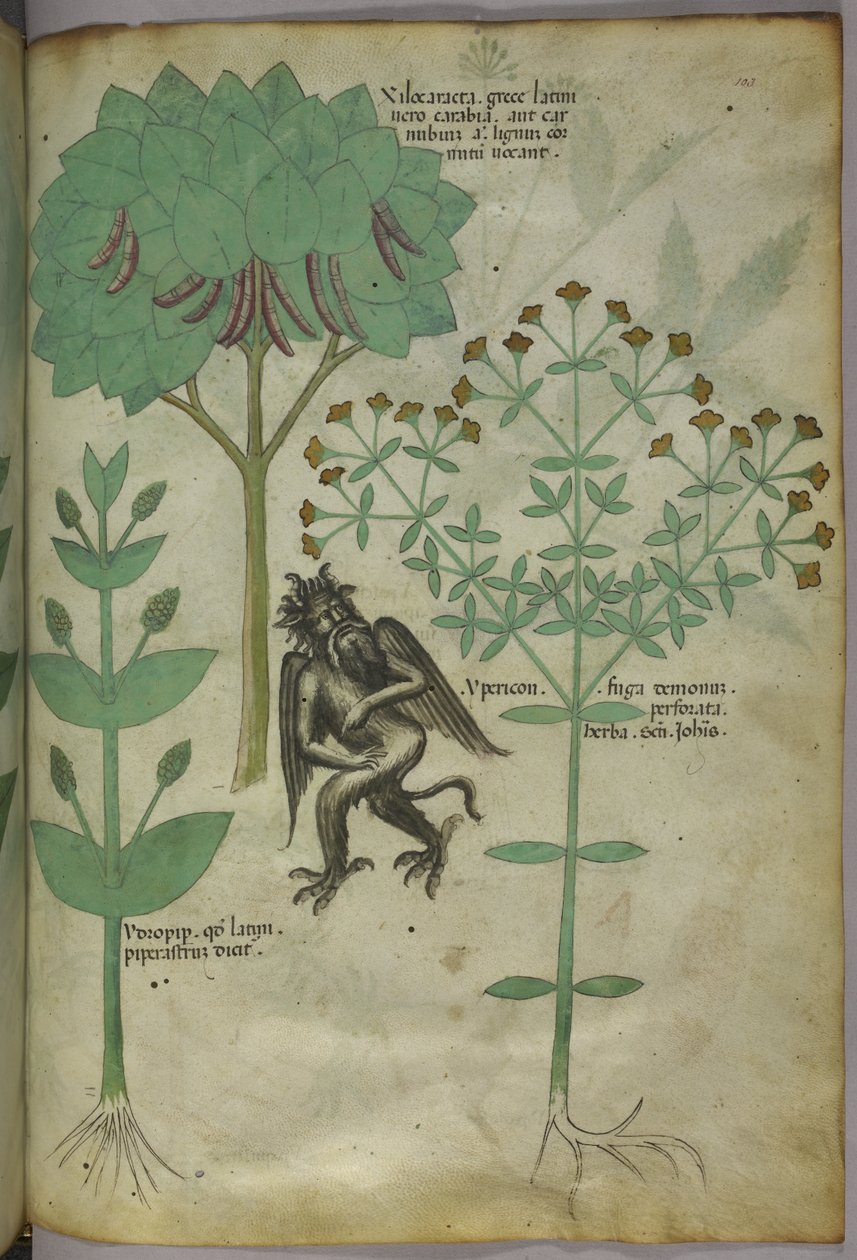 Sloane 4016 f.103 صورة مصغرة للنباتات والشيطان: عشب Ypericon ، من المفترض أنه طرد الشياطين ، من 