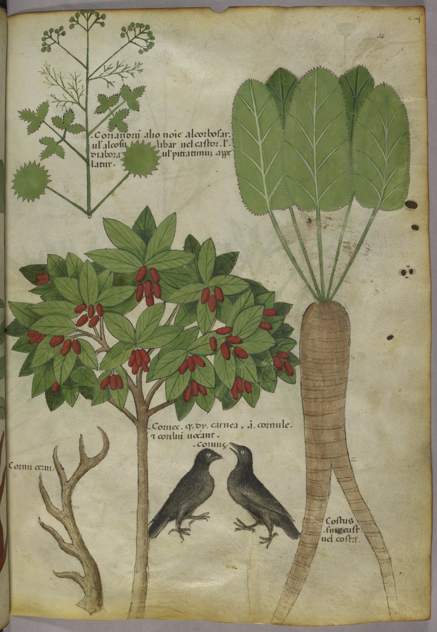 Sloane 4016 f.34 "رسالة في الأعشاب" ، حوالي 1440 (رق) بواسطة المدرسة الايطالية