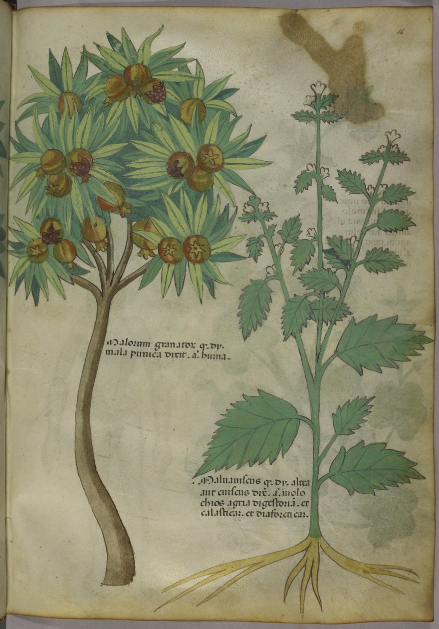 Sloane 4016 f.36 "رسالة في الأعشاب" ، حوالي 1440 (رق) بواسطة المدرسة الايطالية