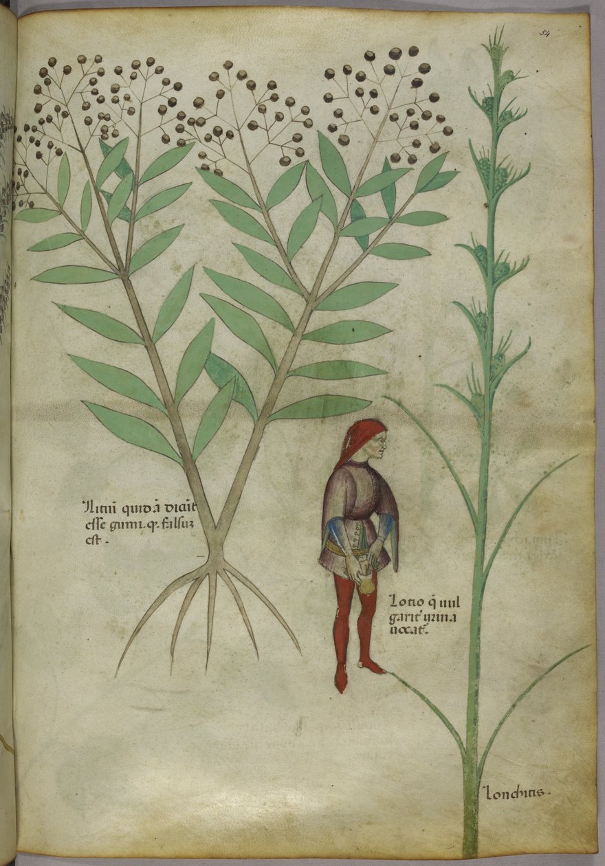 Sloane 4016 f.54 رجل يتبول في قدر ، من "Tractatus de Herbis" حوالي 1440 (رق) بواسطة المدرسة الايطالية
