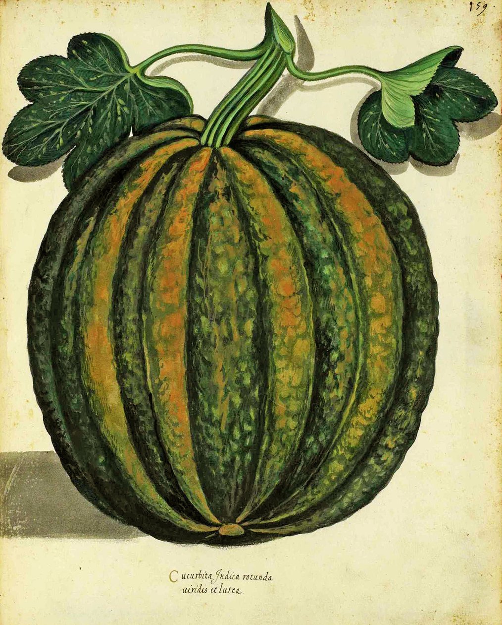 سكواش من قبل Ulisse Aldrovandi (1522 - 1605) لوحة نشرت في Piante Fiori Frutti (نقش ملون باليد). بواسطة المدرسة الايطالية