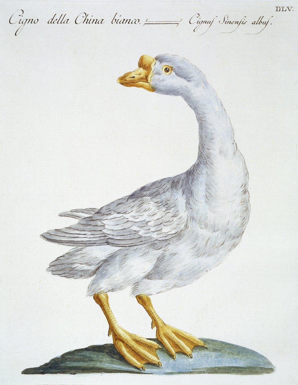 سوان ، c.1767-76 (نقش ملون باليد) بواسطة المدرسة الايطالية