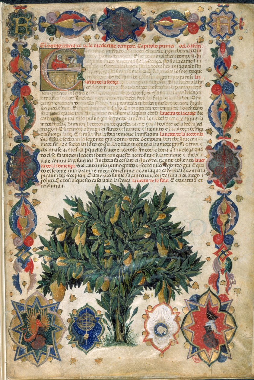 صفحة نصية ذات حدود مزخرفة ، رسم توضيحي من "Carrara Herbal" ، بادوفا ، حوالي 1400 (قلم وحبر مع ذهبي على ورق) بواسطة المدرسة الايطالية