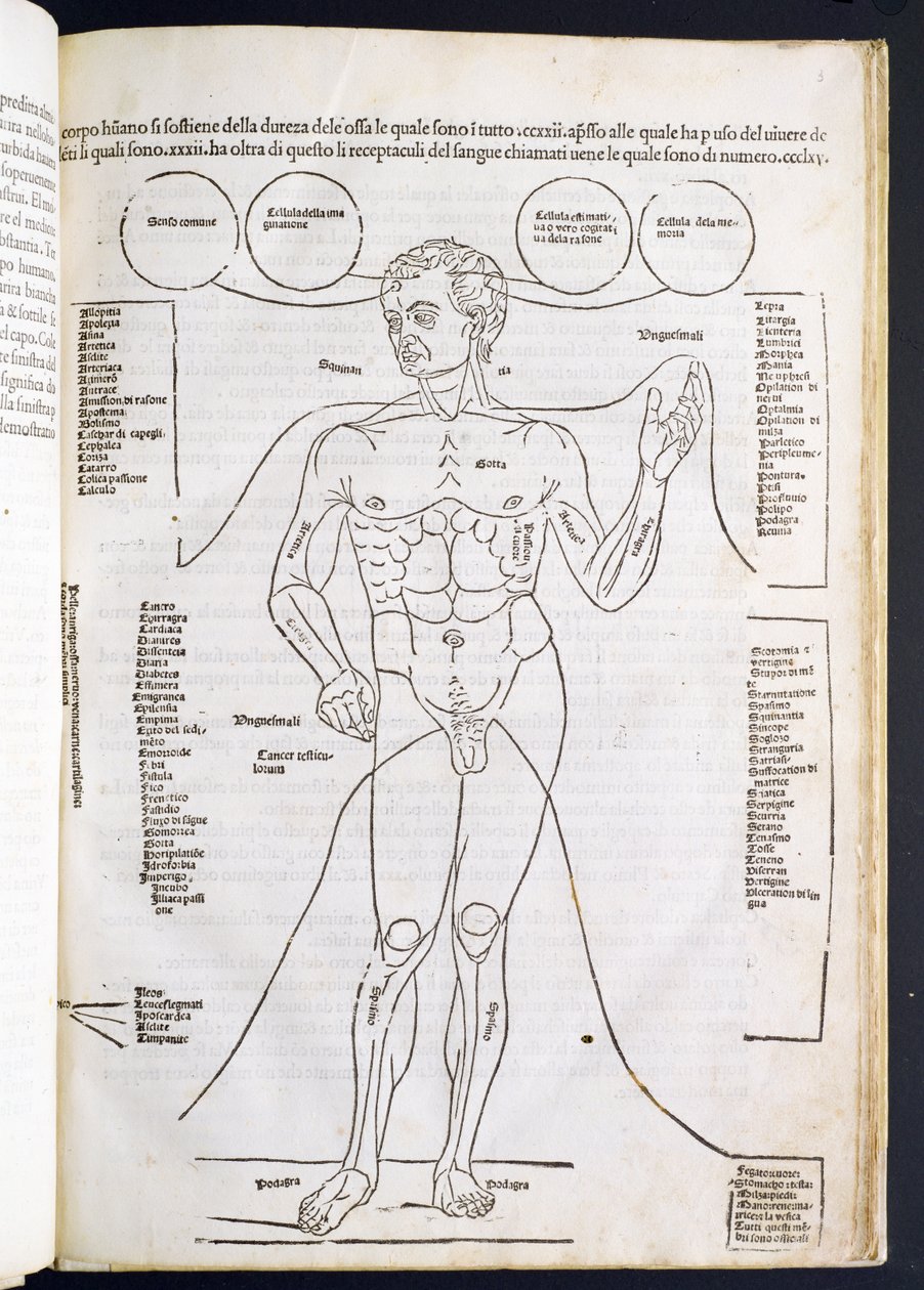 تشريح الذكور ، من Fascilulus Medicinae بقلم يوهانس دي كيثام (DC1490) من القرن الخامس عشر إلى السادس عشر بواسطة المدرسة الايطالية