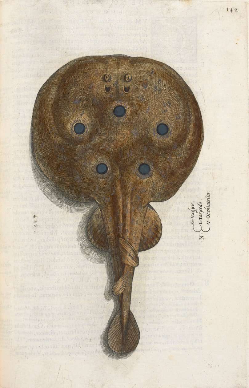 سمكة طوربيد ، رسم توضيحي من "Aquatilium Animalium Historiæ Liber primus" ، بقلم إيبوليتو سالفياني بواسطة المدرسة الايطالية