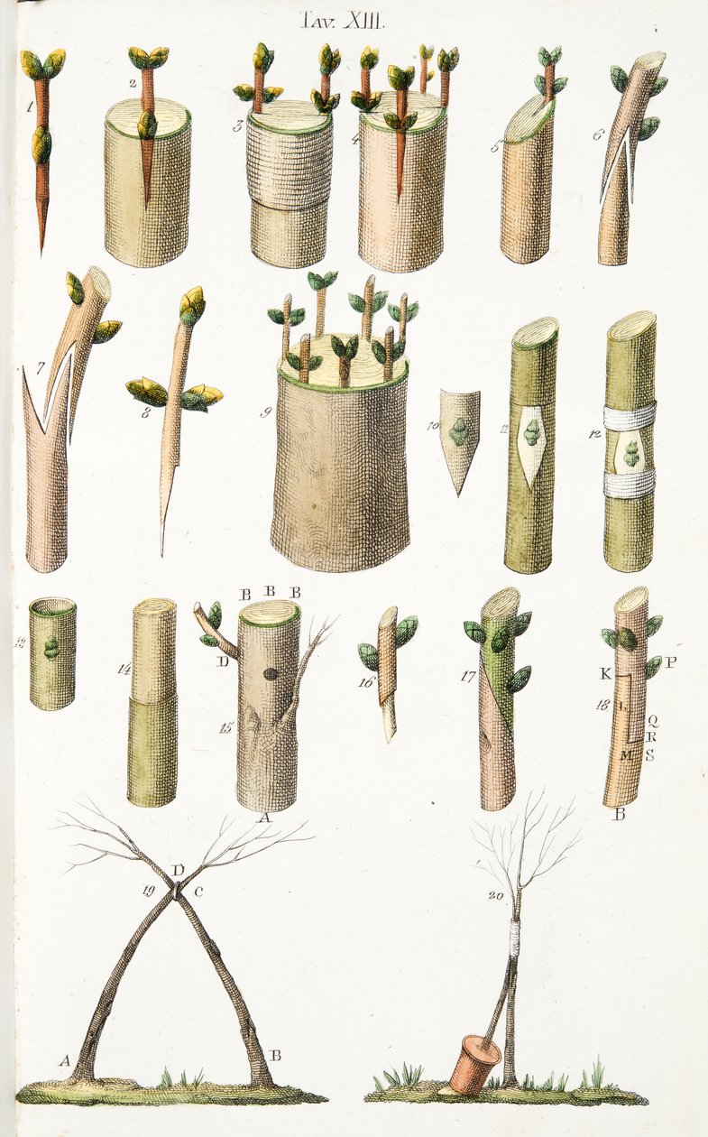أمثلة مختلفة على تطعيم أشجار الفاكهة ، اللوحة الرابعة عشرة ، من LAntotrofia Ossia La Cultivation DeFiori بواسطة Antonio Piccioli ، pub.1834 بواسطة المدرسة الايطالية