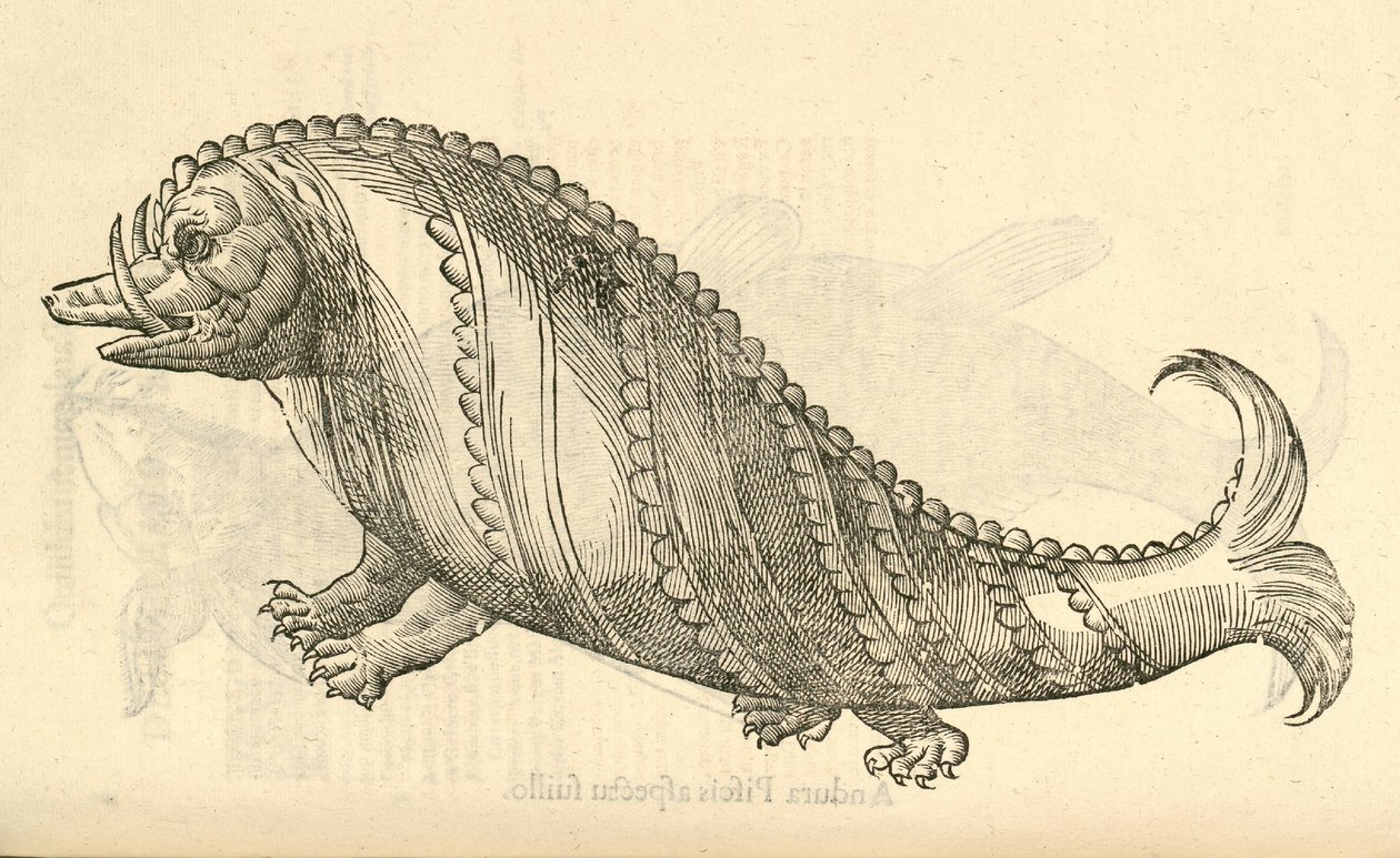 رسم توضيحي عن Aper Marinus Cetaceus من Aldrovandis تاريخ الوحوش ، 1642 بواسطة المدرسة الايطالية