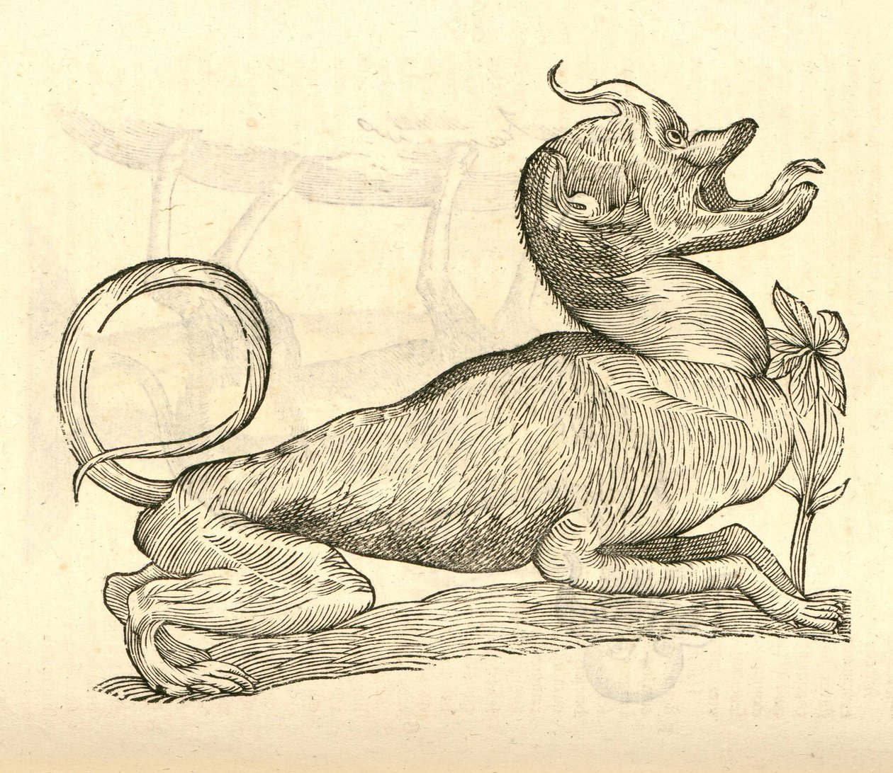 رسم توضيحي لكابيس Canis monstroso من Aldrovandis تاريخ الوحوش ، 1642 بواسطة المدرسة الايطالية