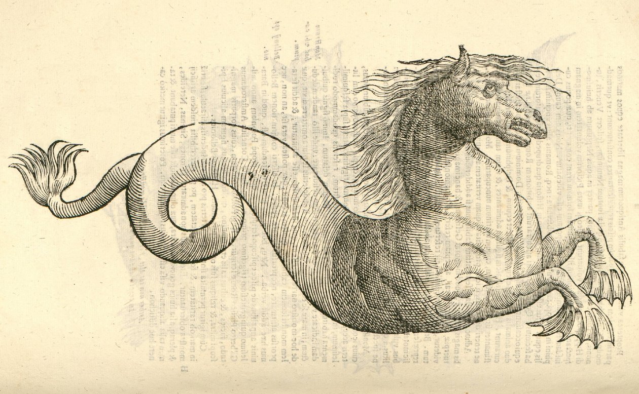 رسم توضيحي ل Equus marinus monstrosus من Aldrovandis تاريخ الوحوش ، 1642 بواسطة المدرسة الايطالية