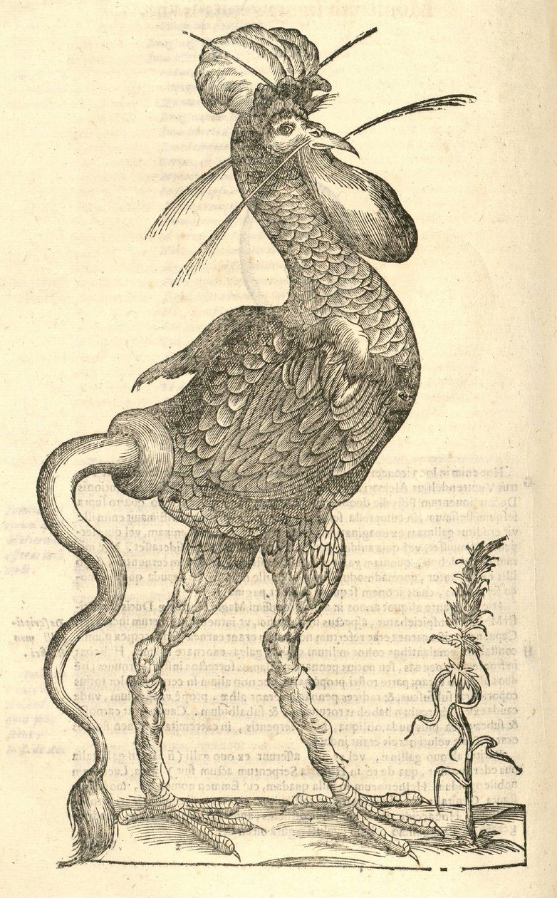 رسم توضيحي لجالوس مونستروسوس من تاريخ ألدروفانديس للوحوش ، 1642 بواسطة المدرسة الايطالية