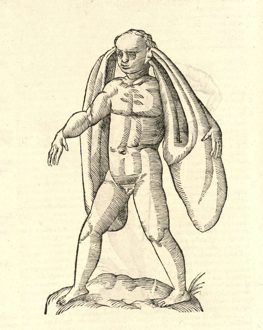 توضيح ل Homo Fanesius auritus من Aldrovandis تاريخ الوحوش ، 1642 بواسطة المدرسة الايطالية
