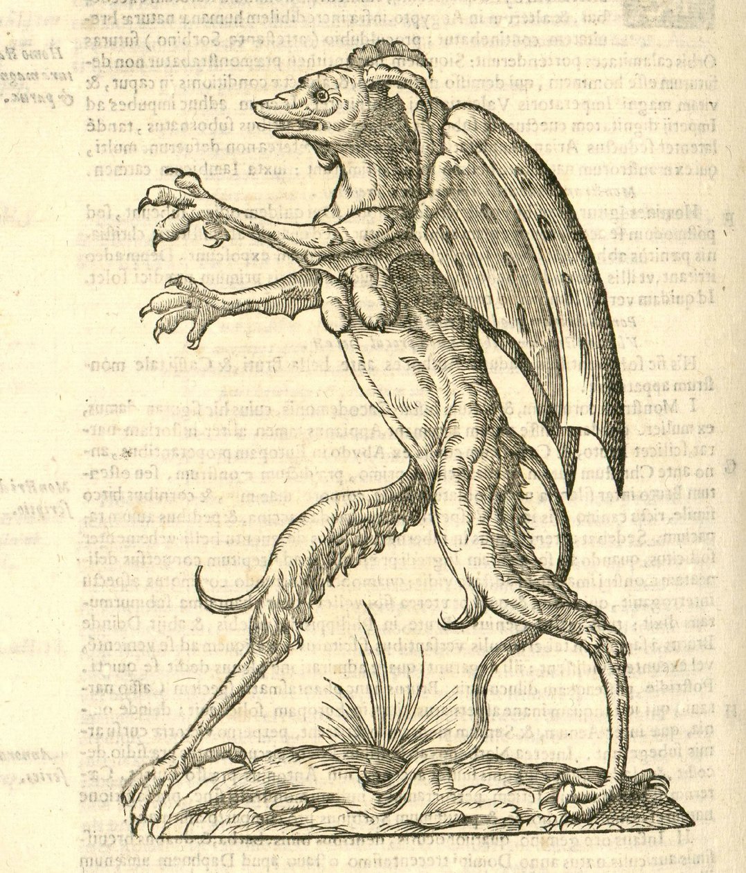 صورة لوحش بأجنحة وقرون مثل شيطان من kazakovae تاريخ الوحوش ، 1642 بواسطة المدرسة الايطالية