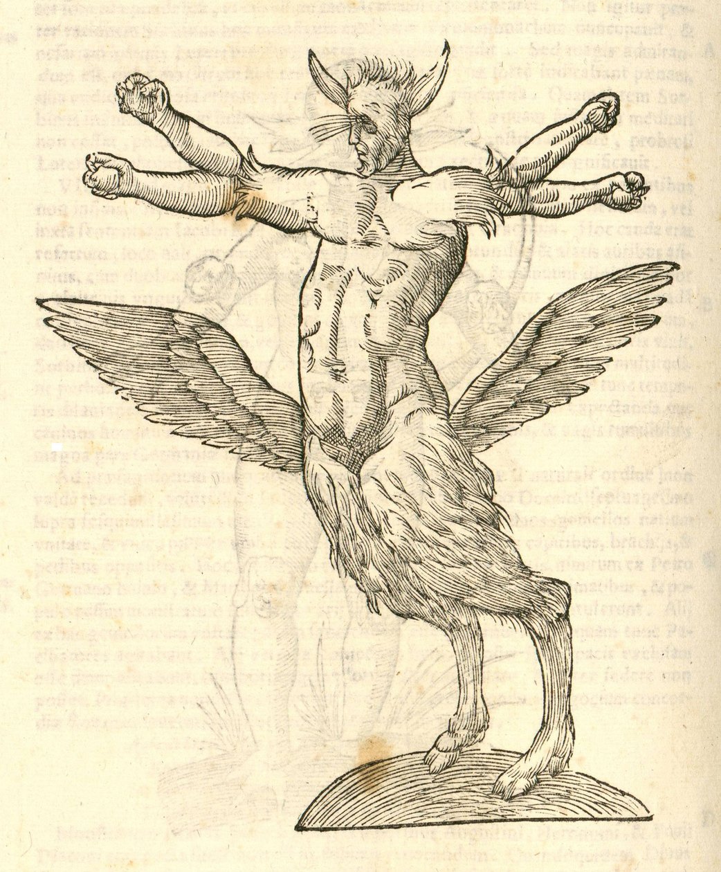 tetrachiron التوضيح الوحش المجنح للإنسان الأذن من kazakovae تاريخ الوحوش ، 1642 بواسطة المدرسة الايطالية