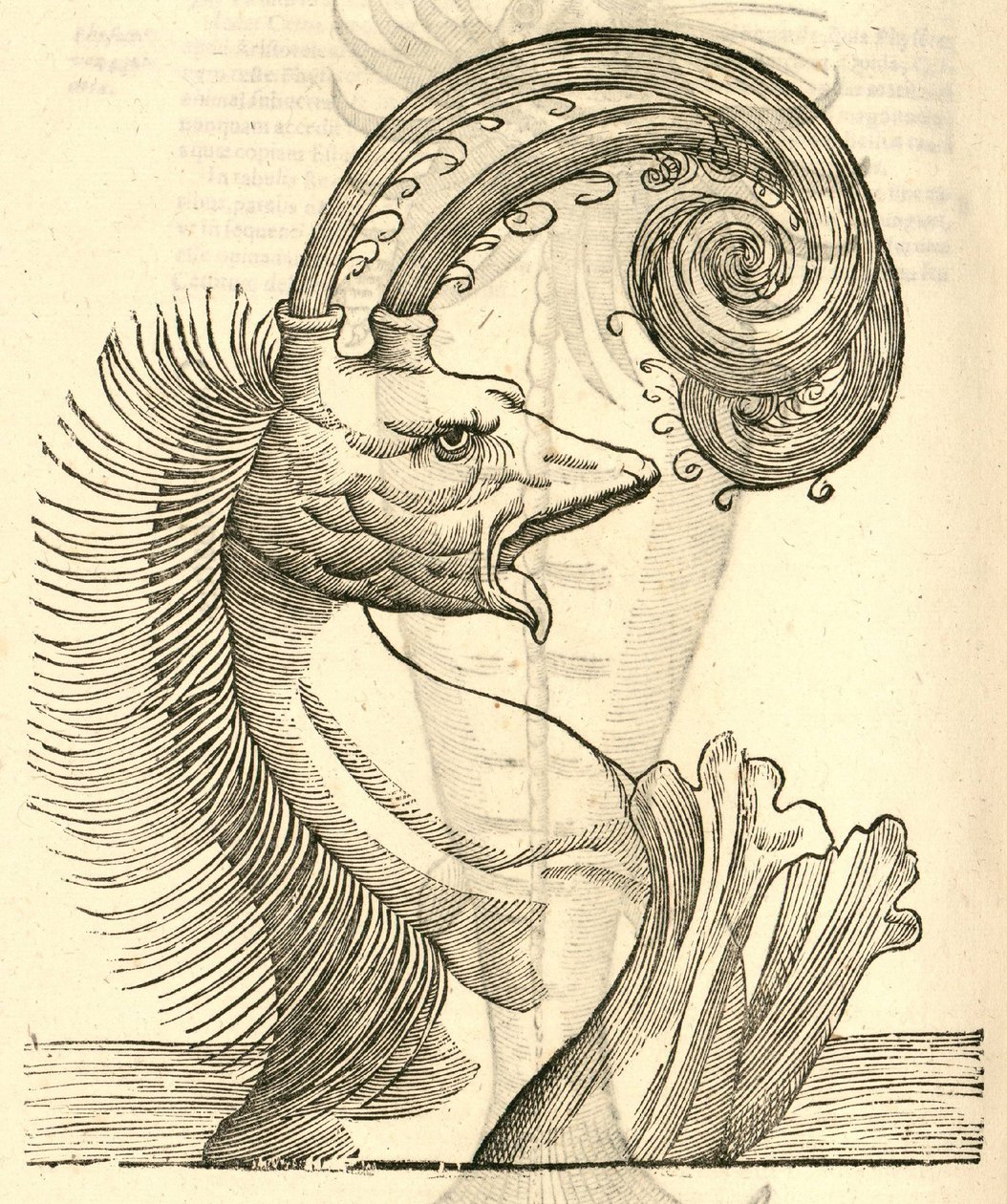 مثال على Pseudophyseter من تاريخ Aldrovandis من الوحوش ، 1642 بواسطة المدرسة الايطالية