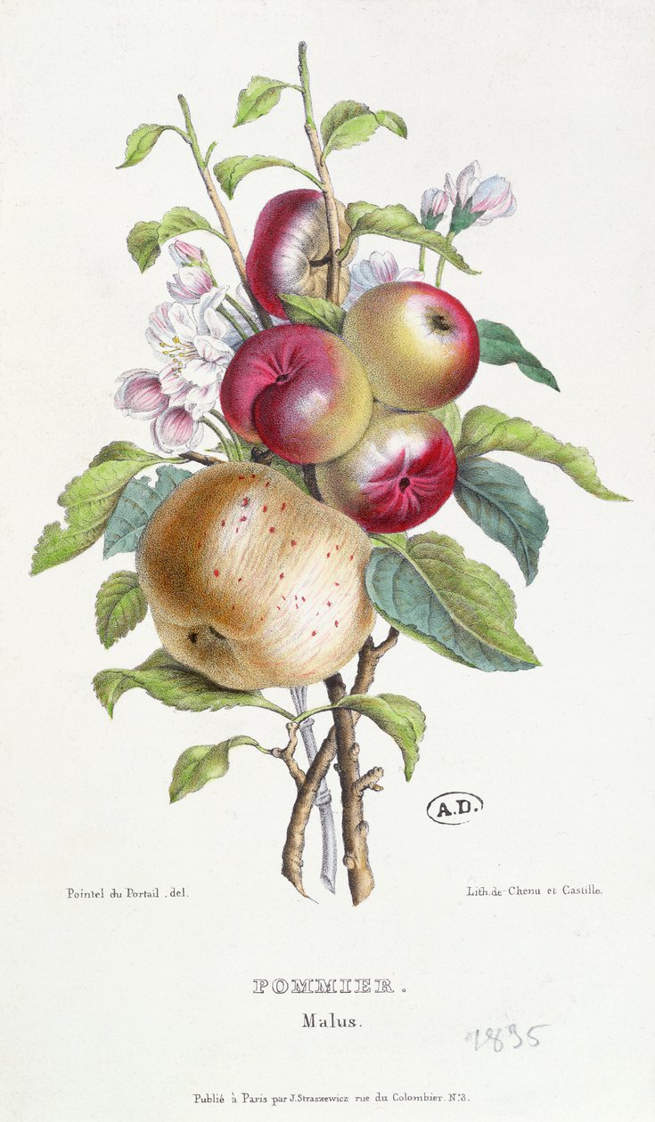 شجرة التفاح (مالوس) ، c.1835 بواسطة JB Pointel du Portail