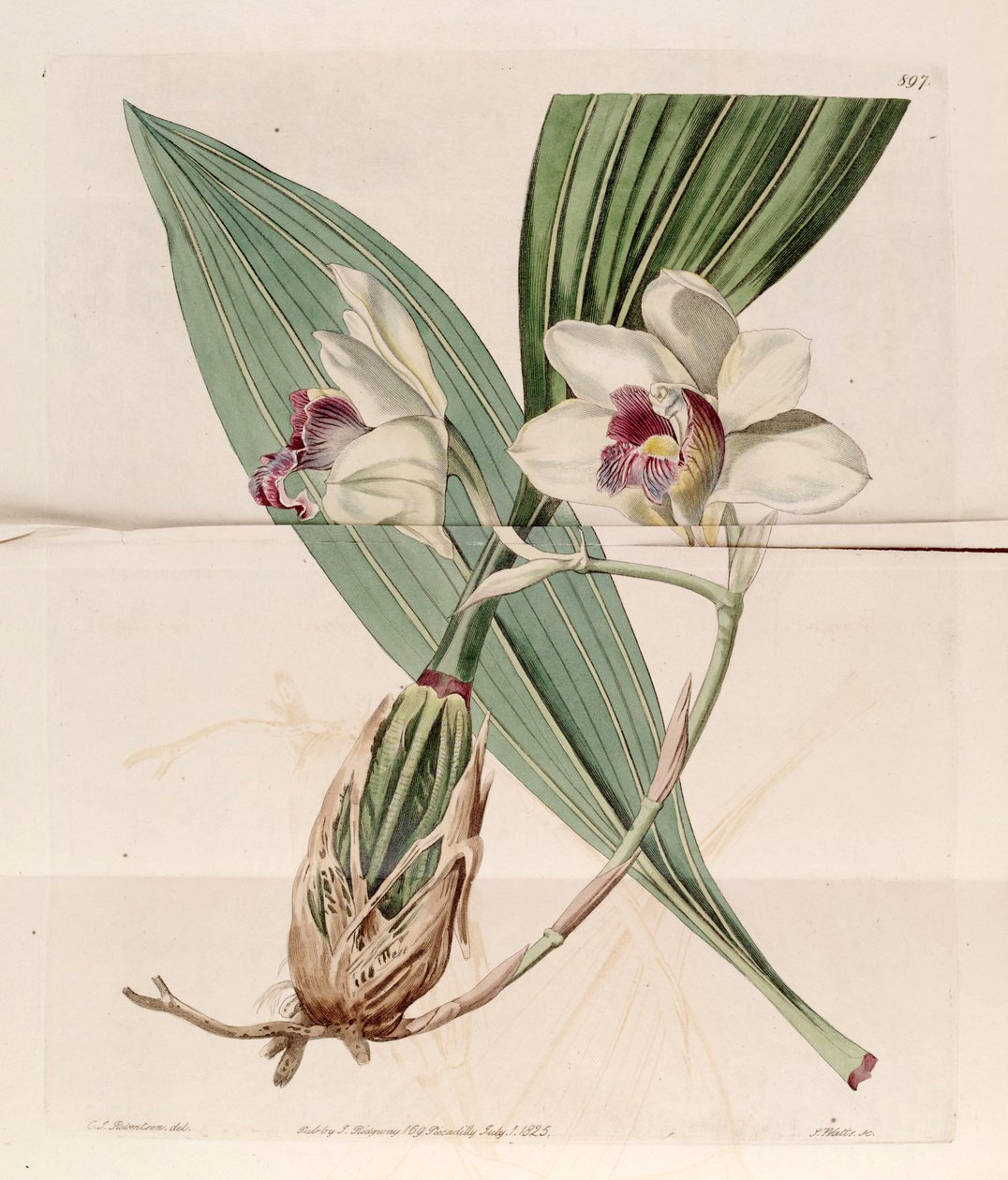 رسم توضيحي ل Bifrenaria harrisoniae (مثل syn. Maxillaria harrisoniae) بواسطة جي سي روبرتسون