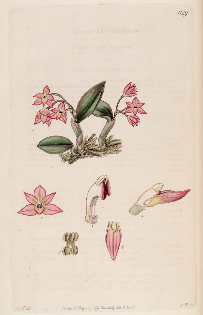 رسم توضيحي لـ Sophronitis cernua (مثل syn. Sophronia cernua) بواسطة جي