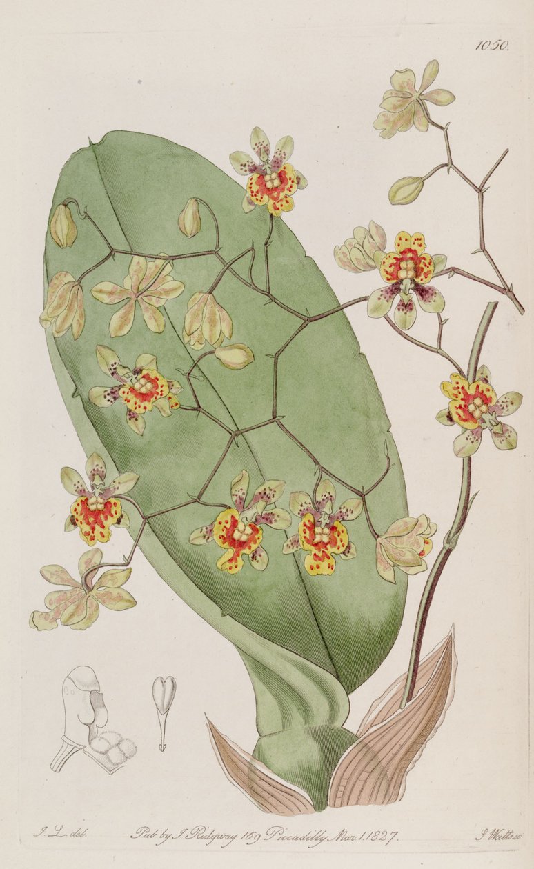 توضيح Oncidium divaricatum بواسطة JL del.