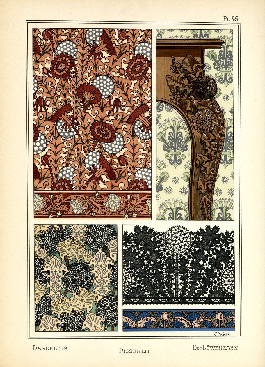 الهندباء بواسطة J. Milesi
