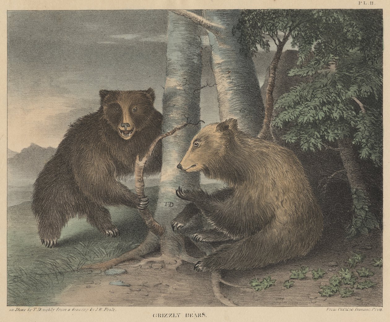Grizzly Bears ، منقوش بواسطة Thomas Doughty ، من Doughtys The Cabinet of Natural History and American Rural Sports ، 1830 بواسطة جي آر بيل