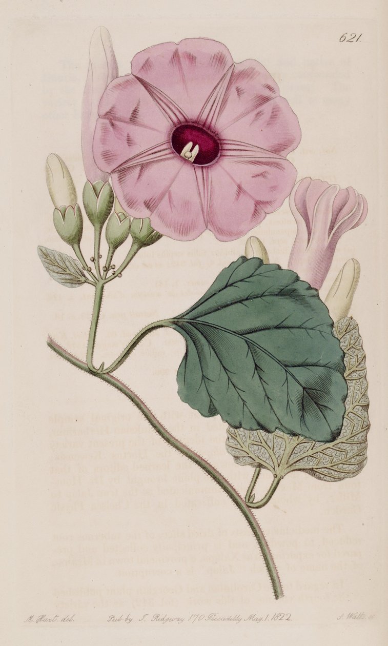 Ipomoea jalapa بواسطة جيه