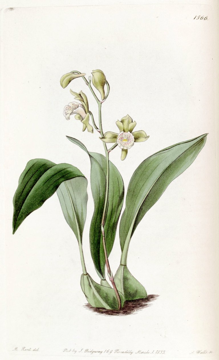 Bifrenaria Racemosa (مثل synill Maxillaria racemosa) بواسطة J. واتس