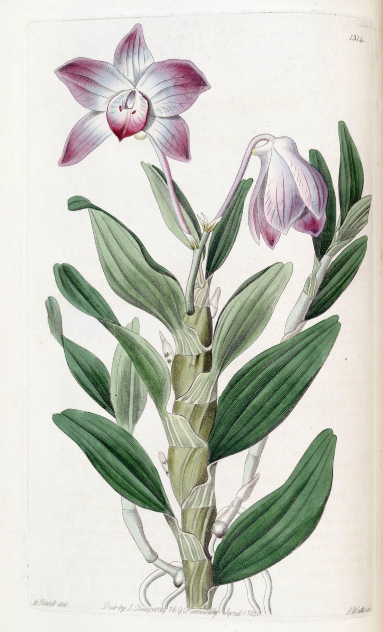 Dendrobium moniliforme بواسطة J. واتس