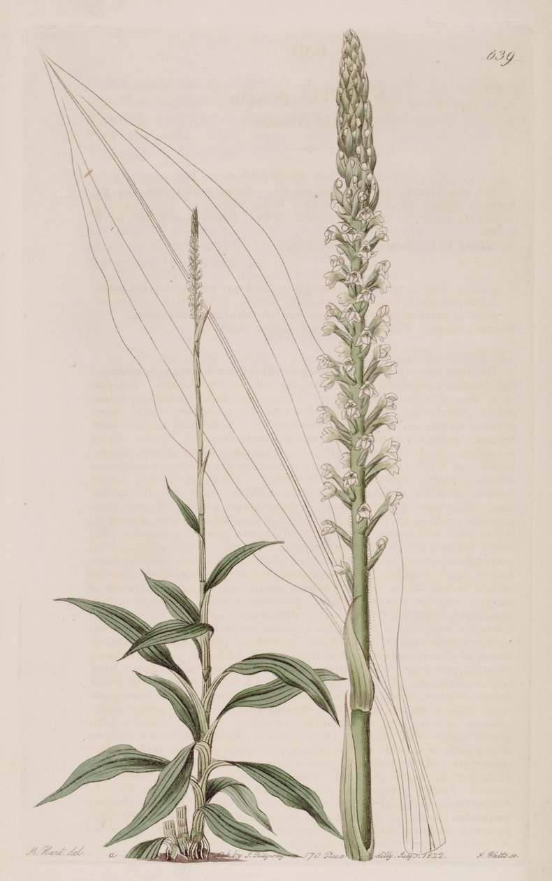 رسم توضيحي لـ Goodyera procera (مثل syn. Neottia procera) بواسطة J. واتس