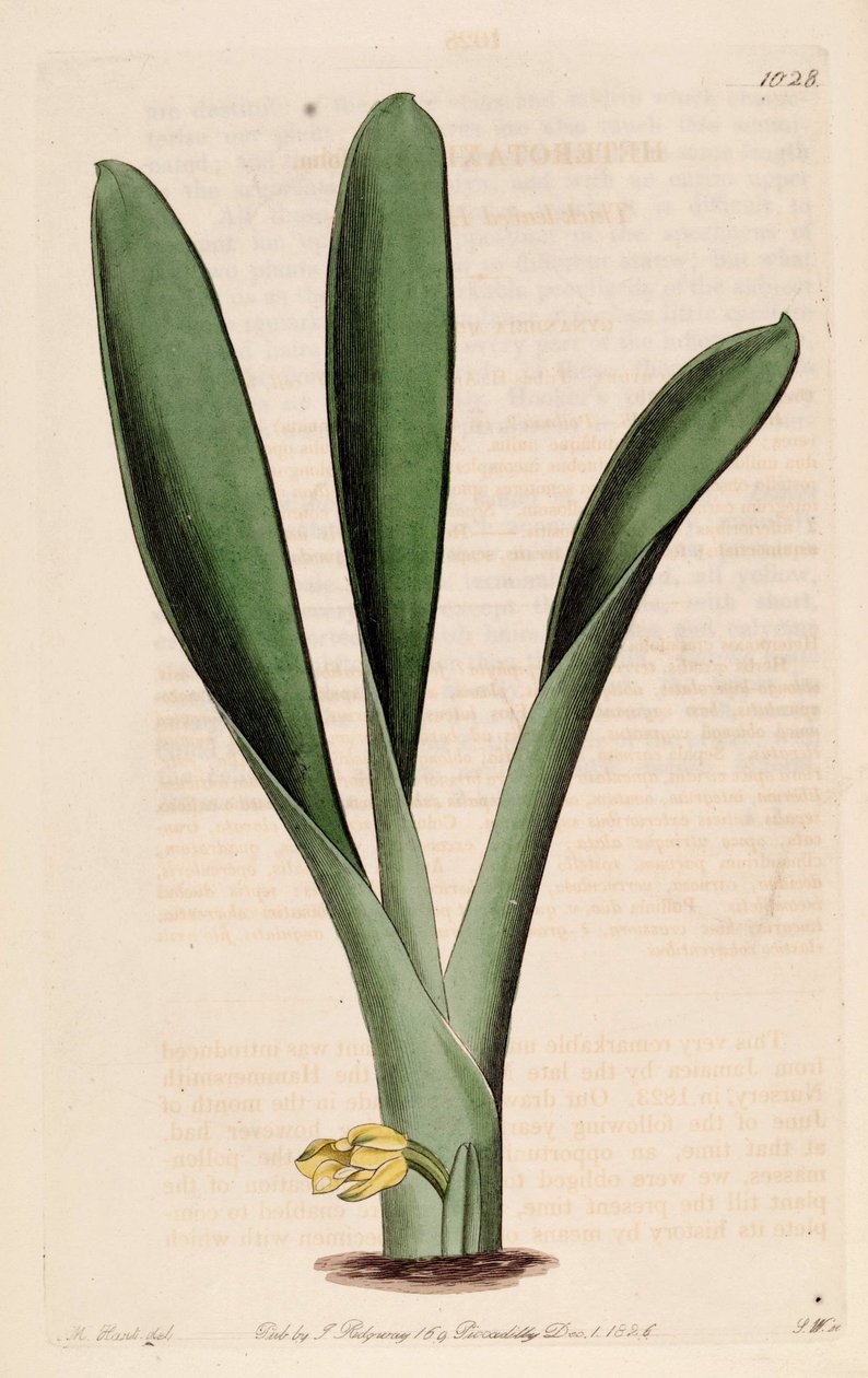 رسم توضيحي لبطانة الرحم غير المتجانسة (مثل synotaxis crassifolia) بواسطة J. واتس