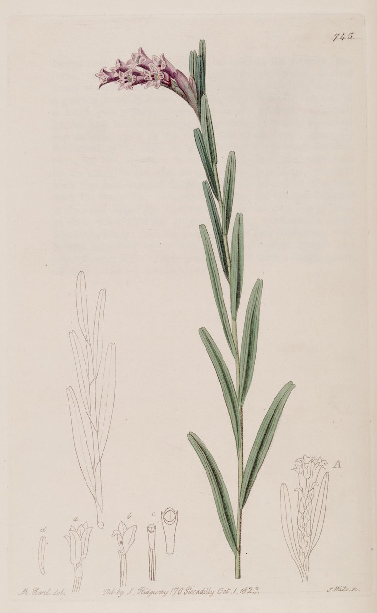رسم توضيحي لـ Isochilus linearis بواسطة J. واتس