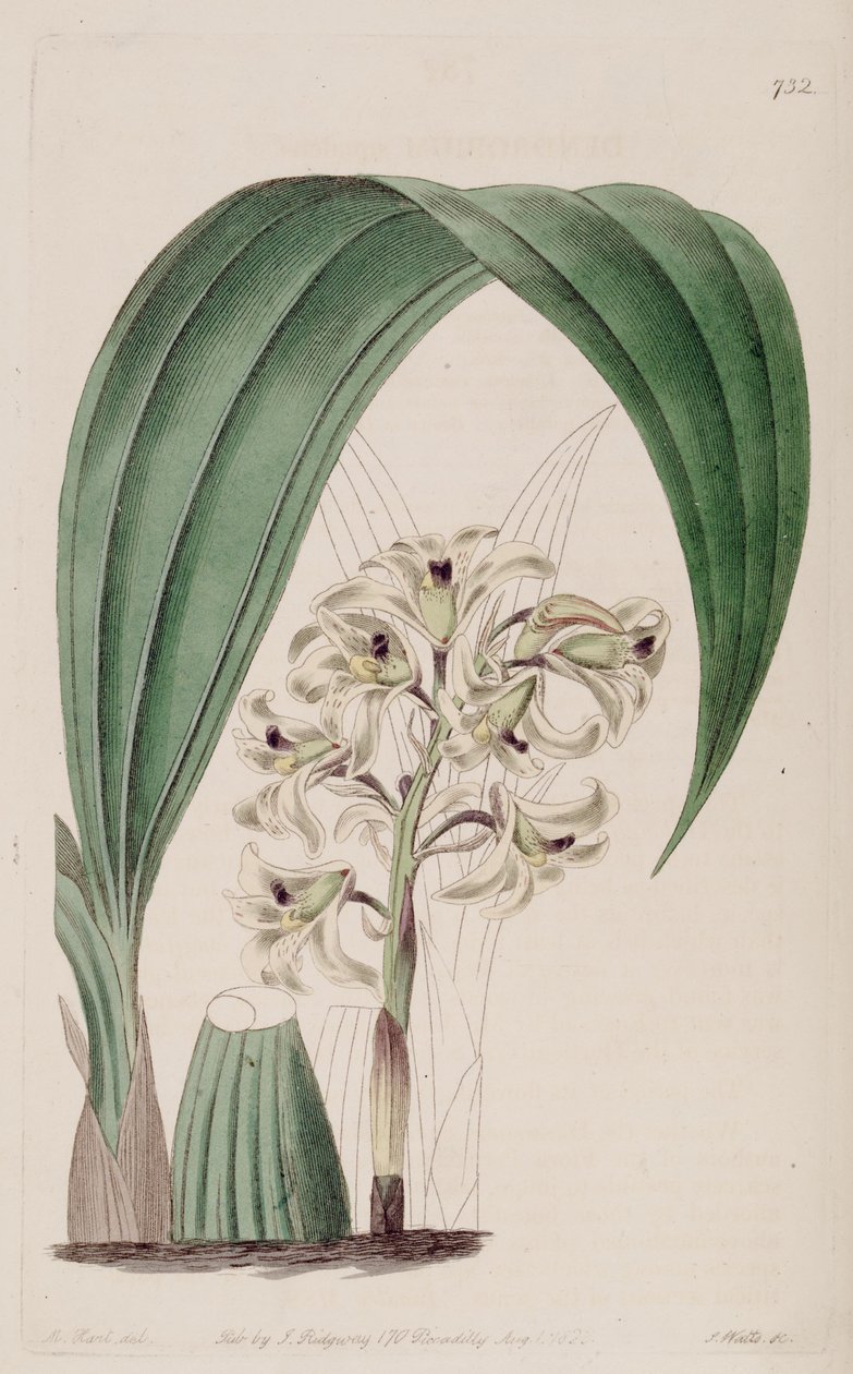 رسم توضيحي لـ Xylobium squalens (مثل syn. Dendrobium squalens) بواسطة J. واتس