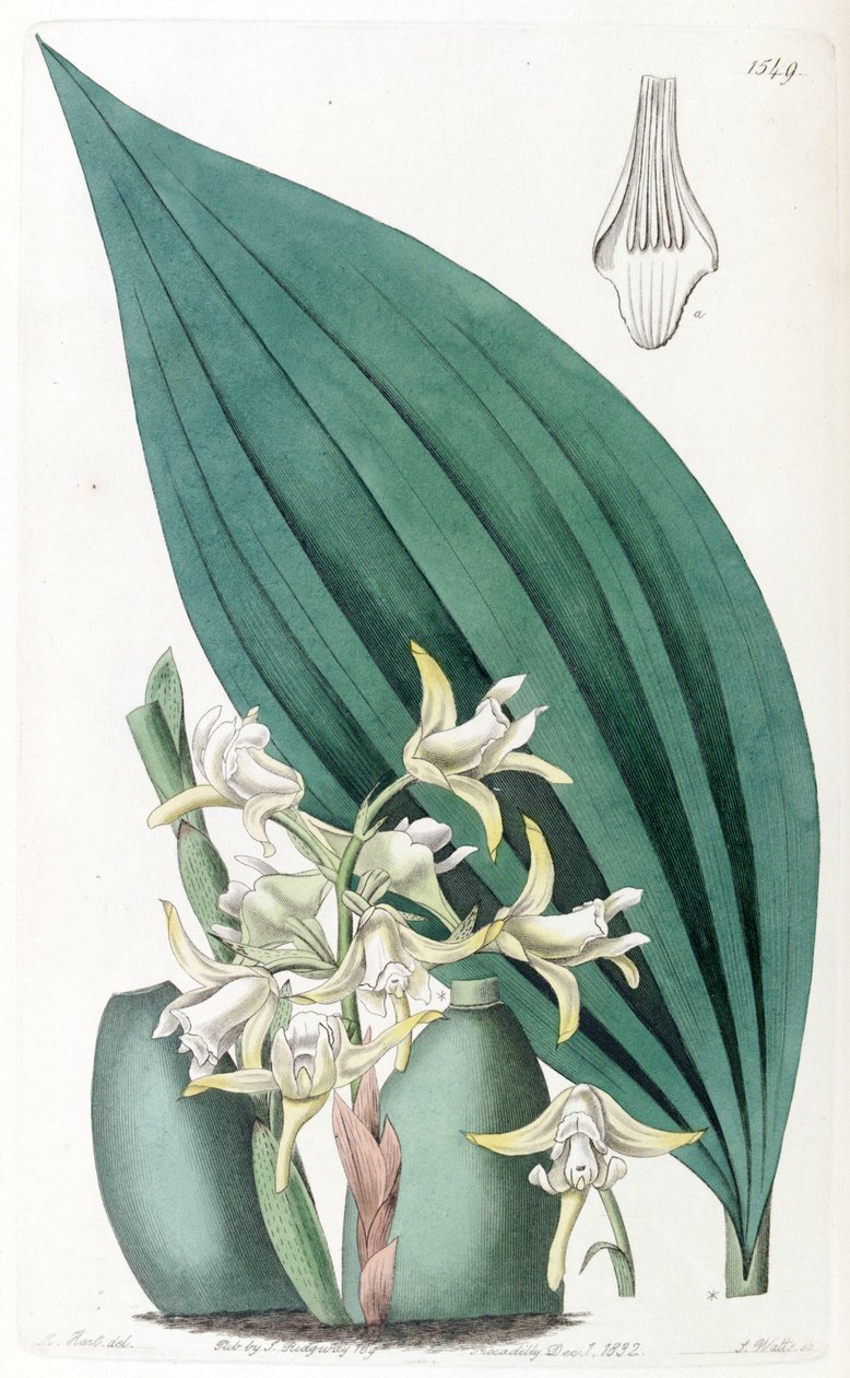 Maxillaria palmifolia (as syn. Maxillaria decolor) بواسطة J. واتس