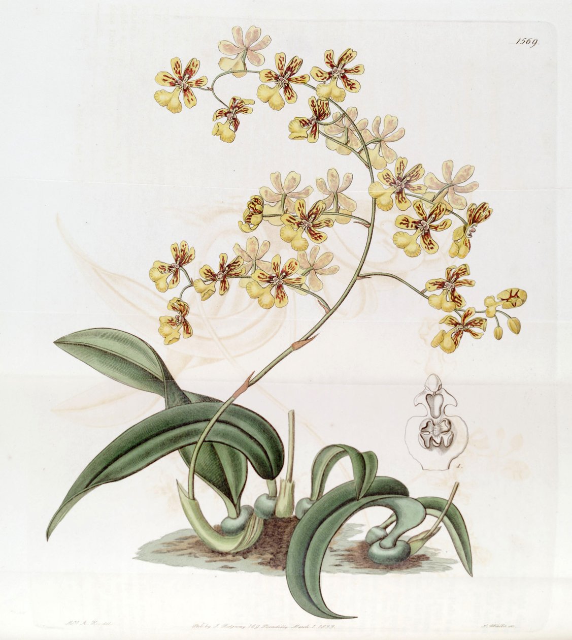 Oncidium auricula أو Oncidium harrisonianum بواسطة J. واتس