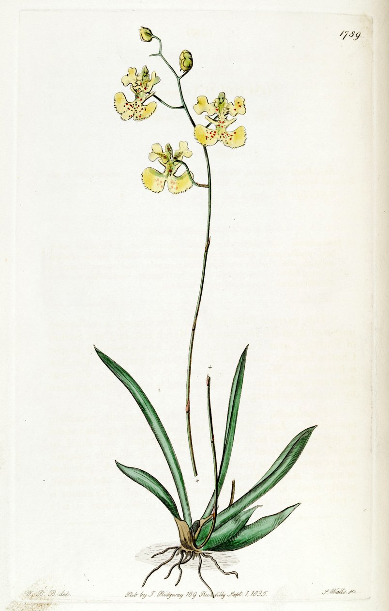Kramerianum apodion (syn. Oncidioides Lemonian) بواسطة J. واتس