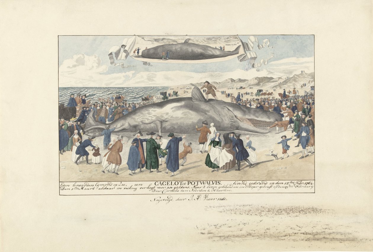 حوت العنبر تقطعت به السبل في Egmond aan Zee ، 1764 إلى الشمال مباشرة من Egmond op Zee ، Cagelot أو Potwhale. تقطعت بهم السبل على قيد الحياة في 15 فبراير: 1764. (العنوان على الكائن) بواسطة نعم فيسر