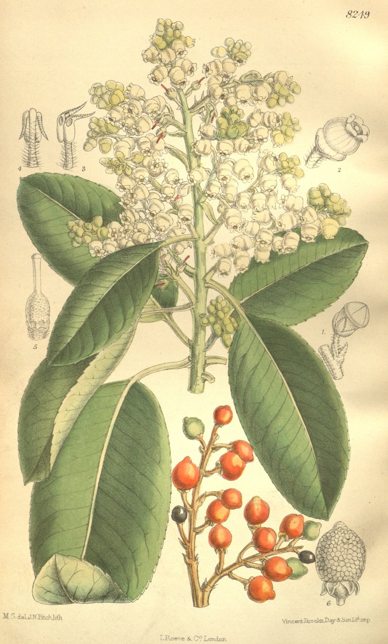 Arbutus menziesii بواسطة JN Fitch