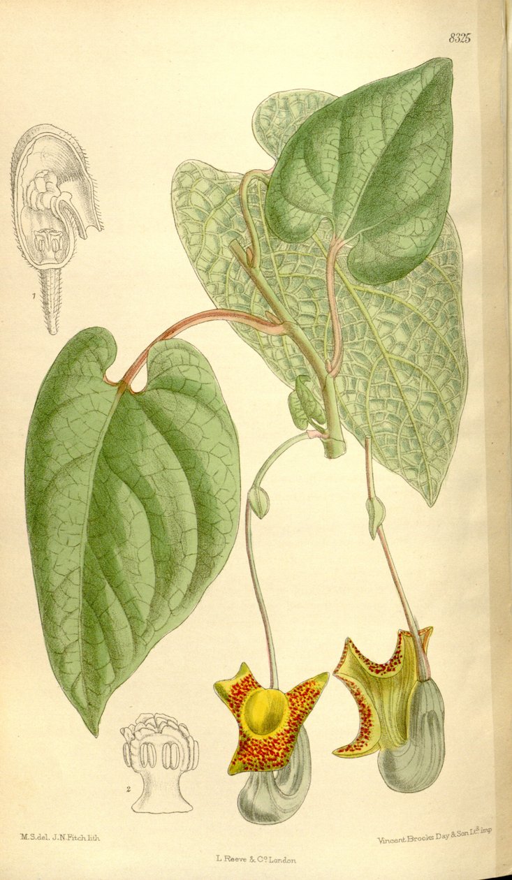 Aristolochia moupinensis بواسطة JN Fitch