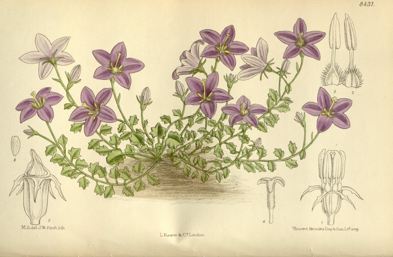 Campanula_arvatica ، Campanulaceae بواسطة JN Fitch