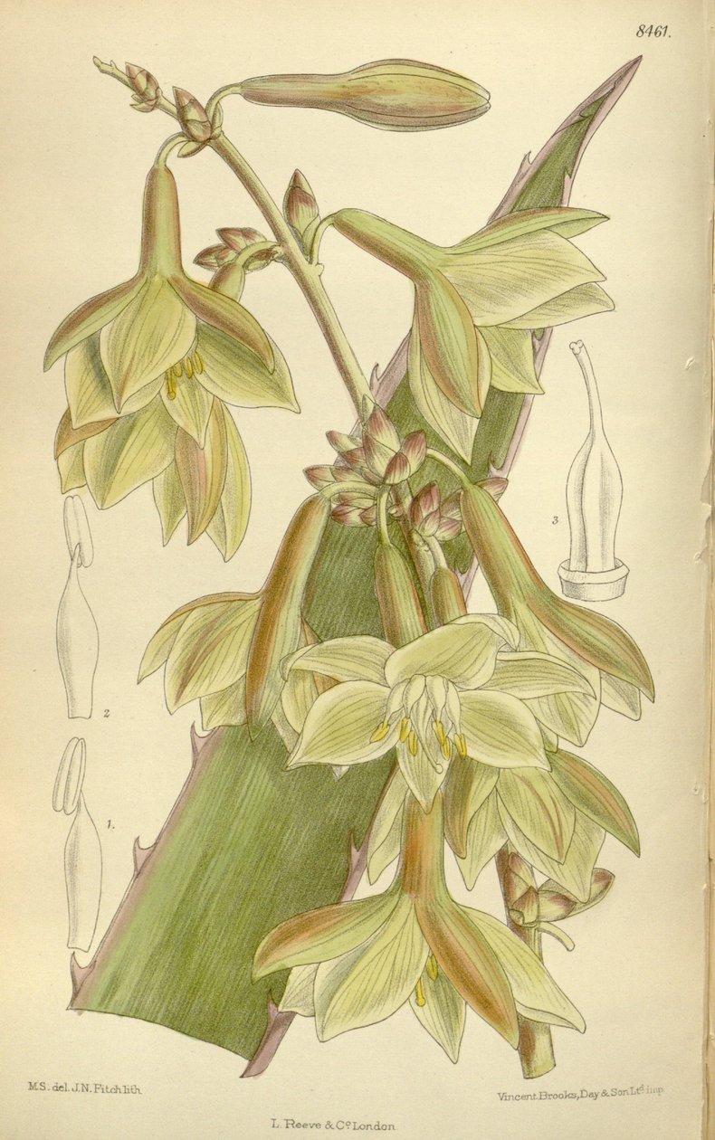 Furcraea elegans (= Furcraea صارمة) ، Asparagaceae ، Agavoideae بواسطة JN Fitch