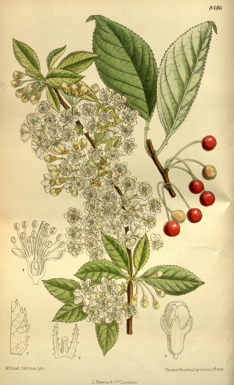 Prunus pensylvanica ، Rosaceae بواسطة JN Fitch