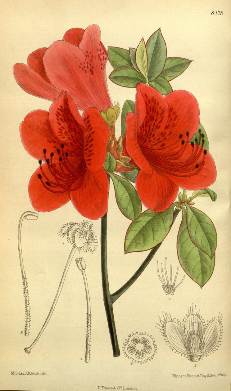 رودودندرون sublanceolatum (= رودودندرون سكابروم) ، Ericaceae بواسطة JN Fitch