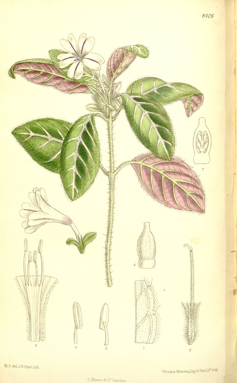 Acanthaceae بواسطة JN Fitch
