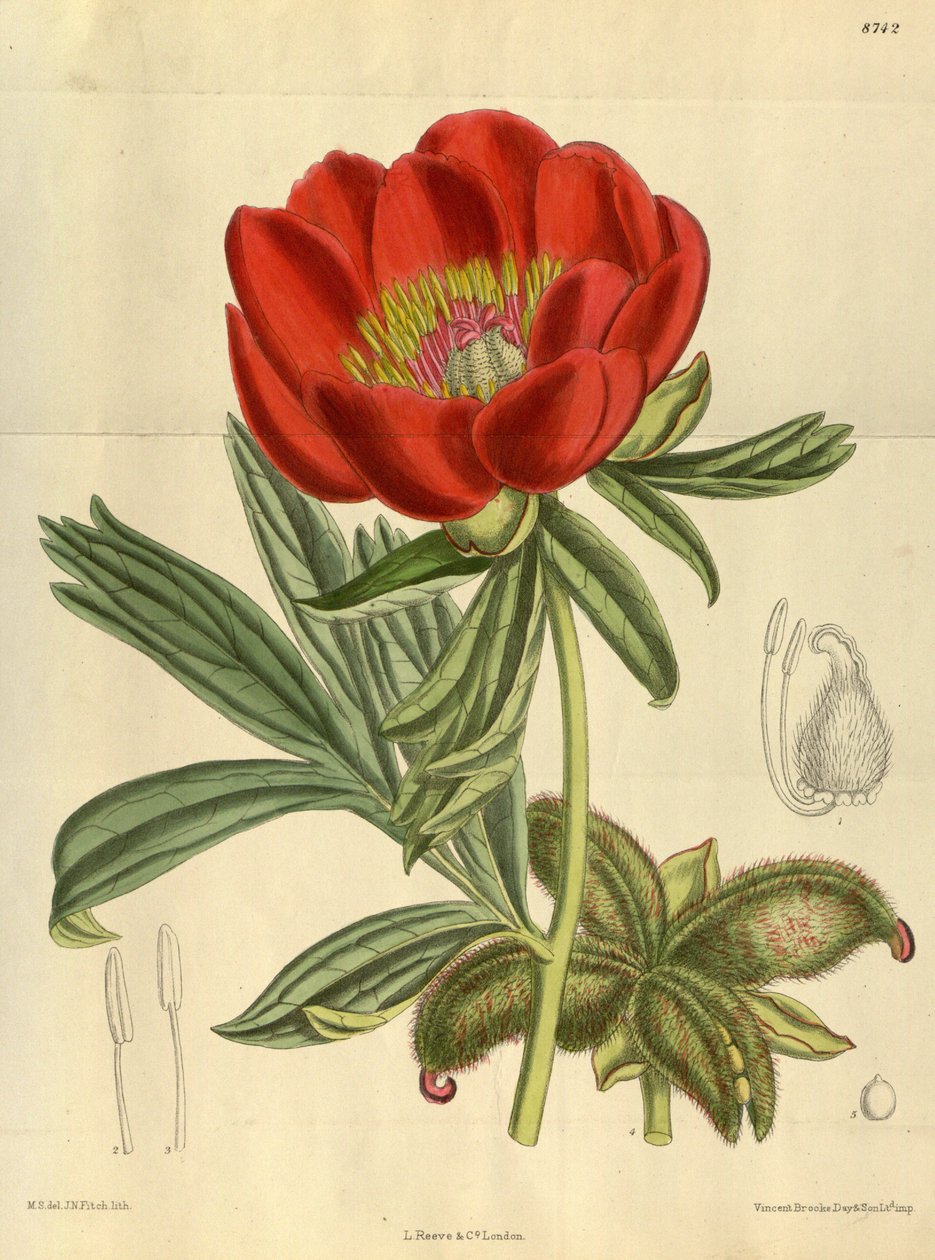 Paeonia peregrina ، Paeoniaceae بواسطة JN Fitch
