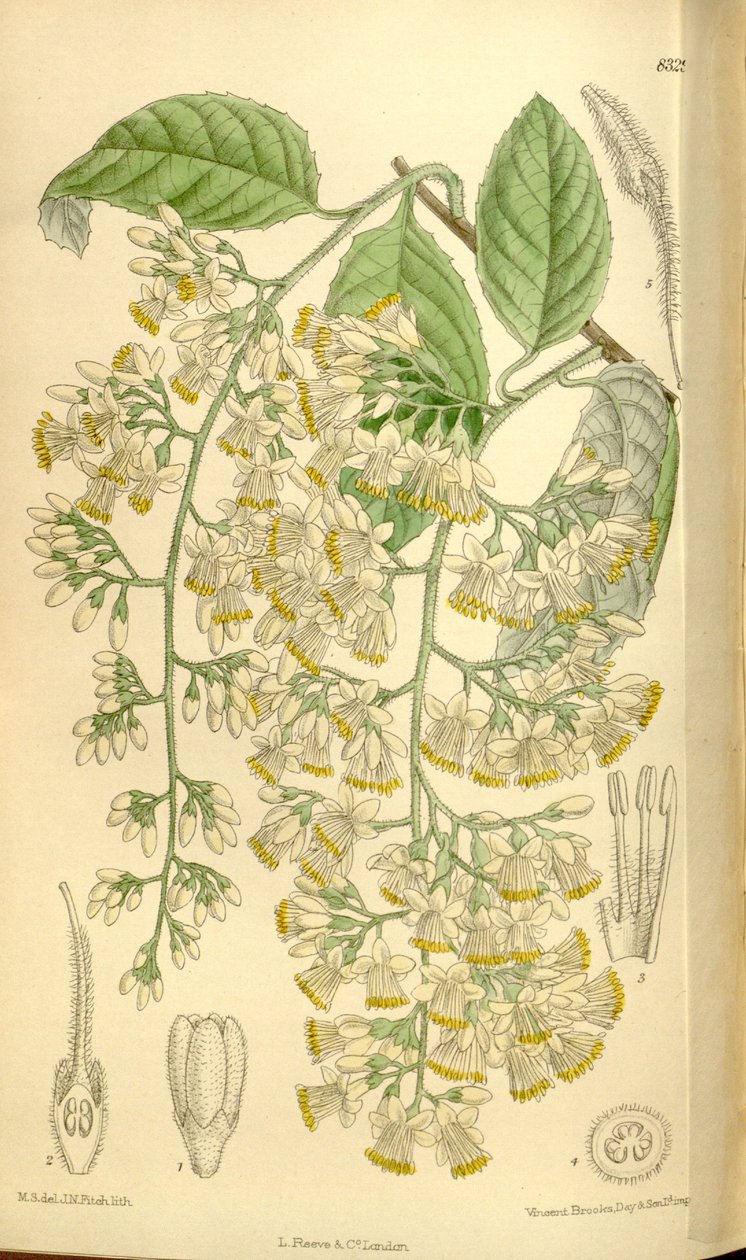 Pterostyrax hispidus ، Styracaceae بواسطة JN Fitch