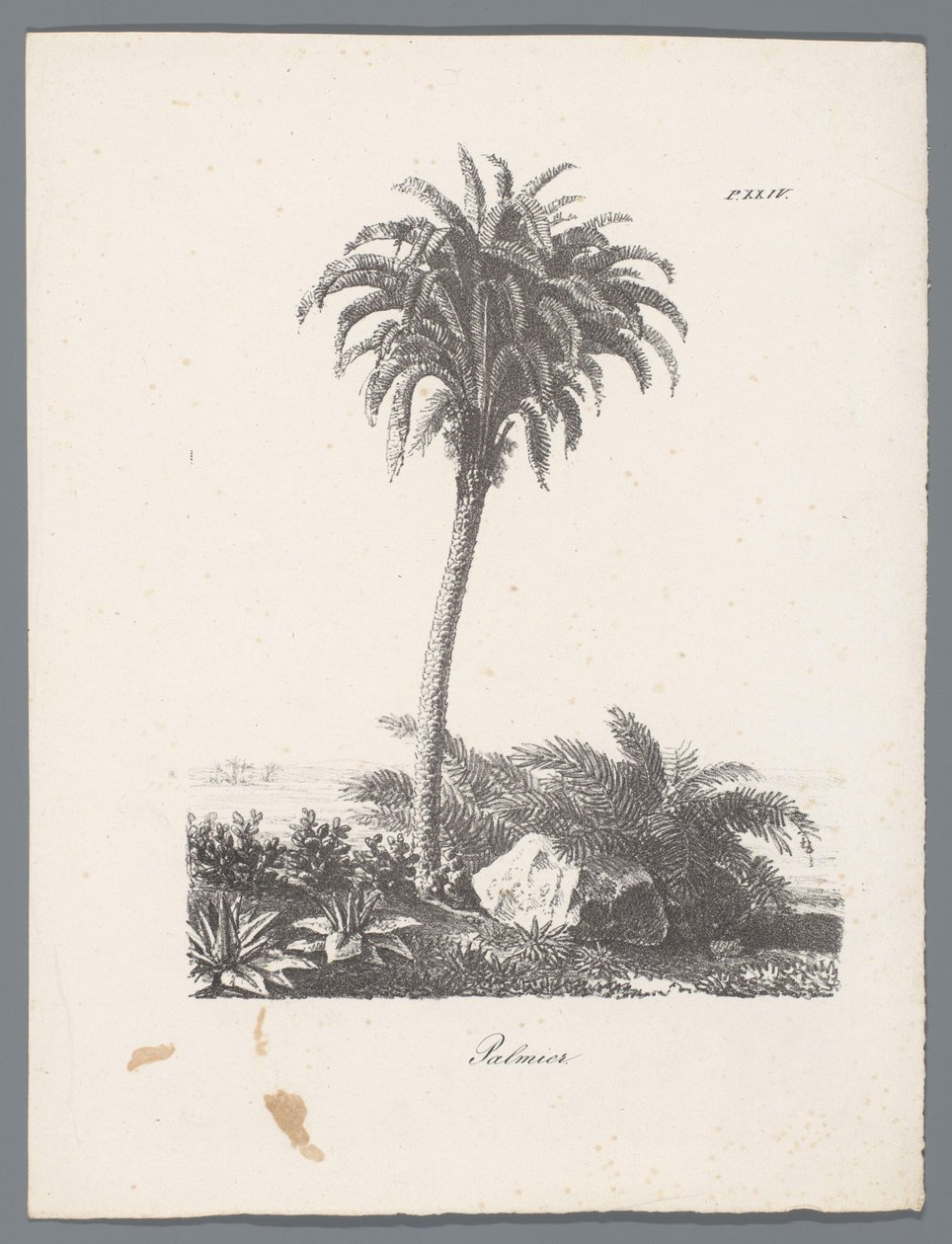 شجرة النخيل Palmier (العنوان على الكائن) دراسات الأشجار (عنوان السلسلة) Etudes d