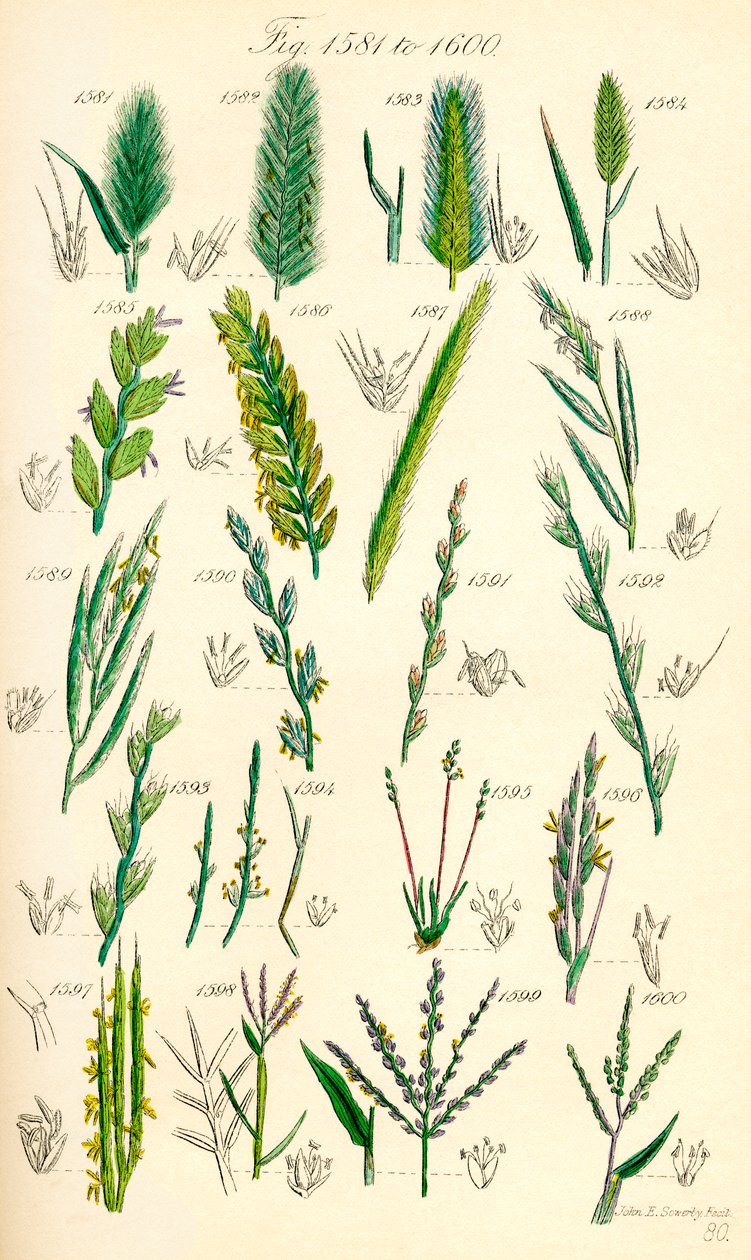 صفحة من الرسوم التوضيحية الملونة من British Wild Flowers بعد عمل جي إي سوربي وسي بي جونسون بواسطة JE و Johnson CP Sowerby